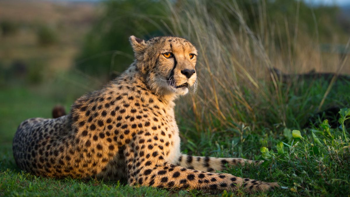 Cheetahs-Daniell-Cheetah-Project