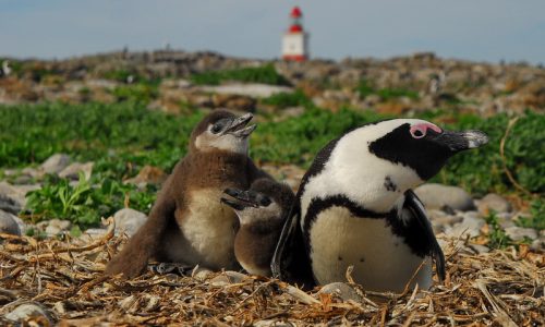 African Penguin and Chicks, Bird Island.(1)